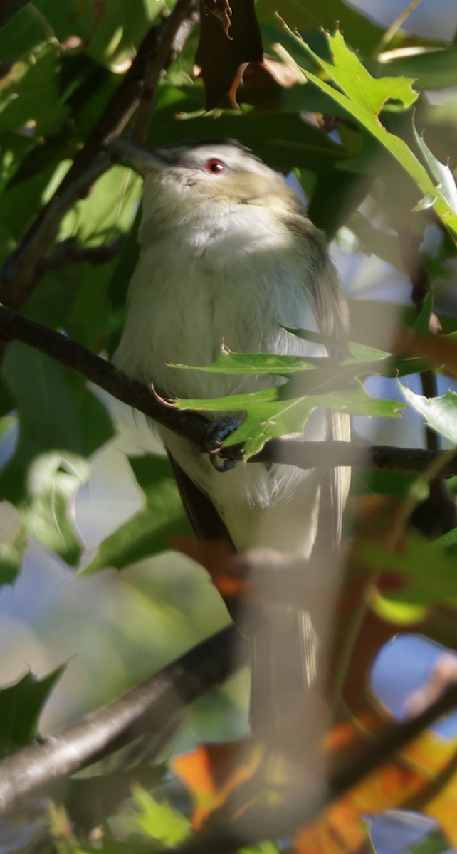 Kızıl Gözlü Vireo - ML642239962