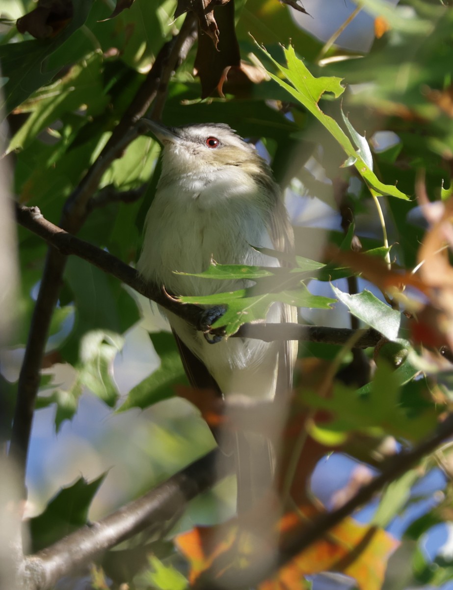 Kızıl Gözlü Vireo - ML642239965