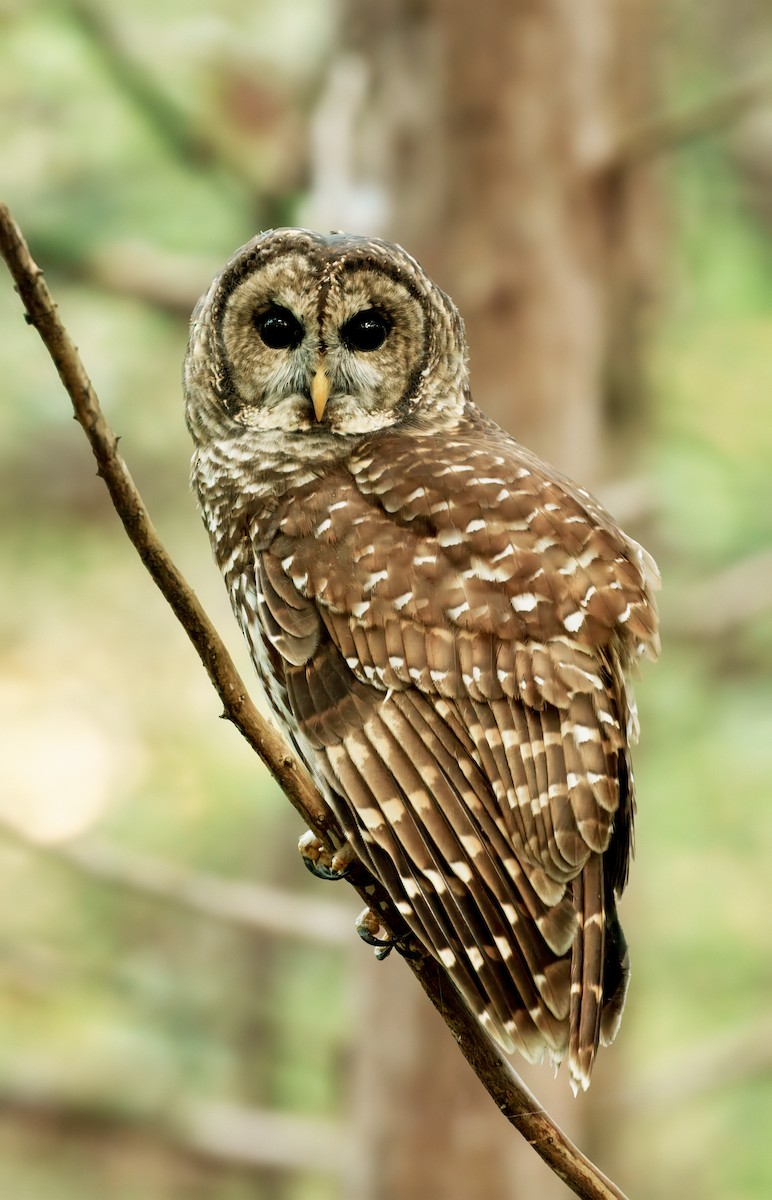 Barred Owl - ML642239966