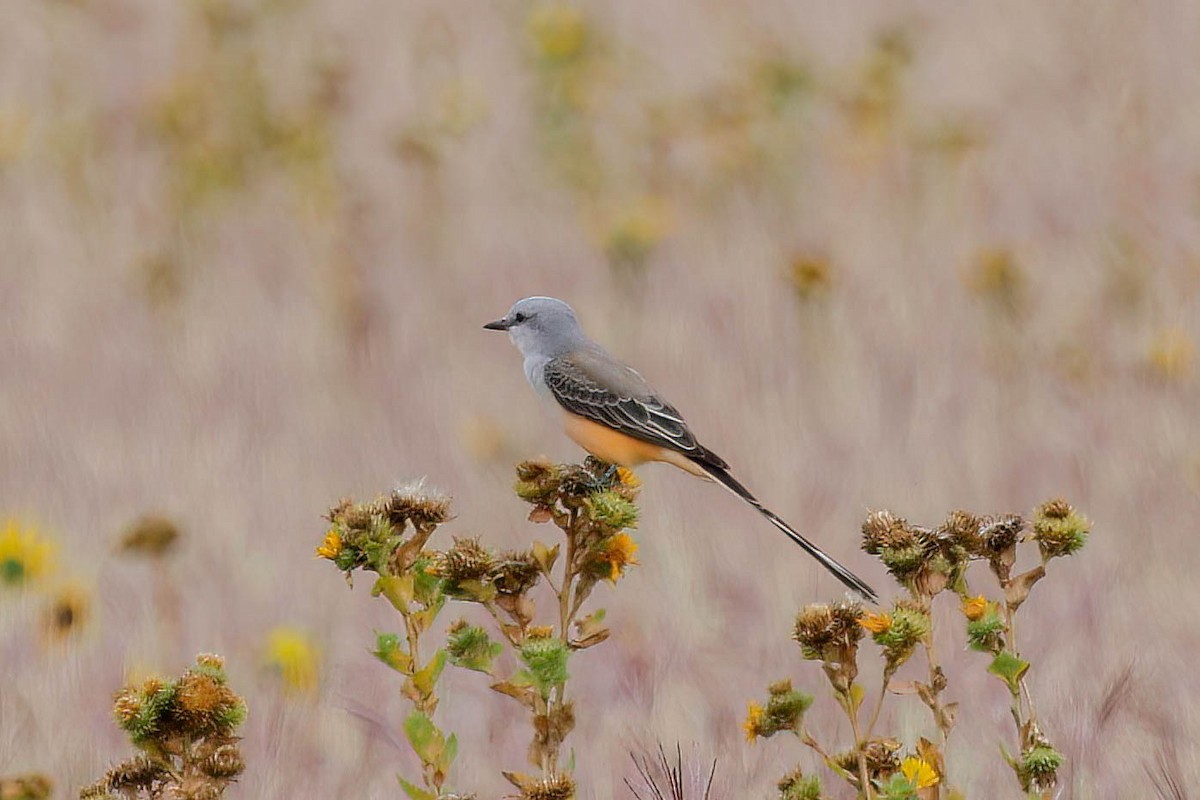 Scissor-tailed Flycatcher - ML642239979