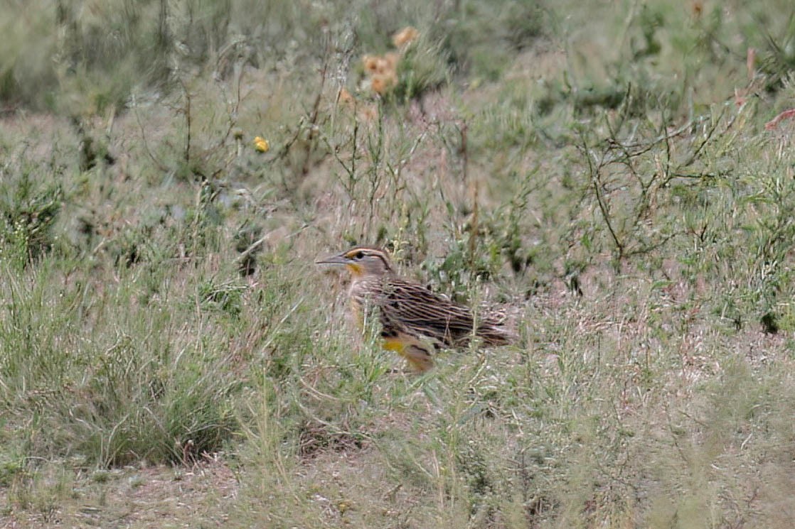 Western Meadowlark - ML642239989