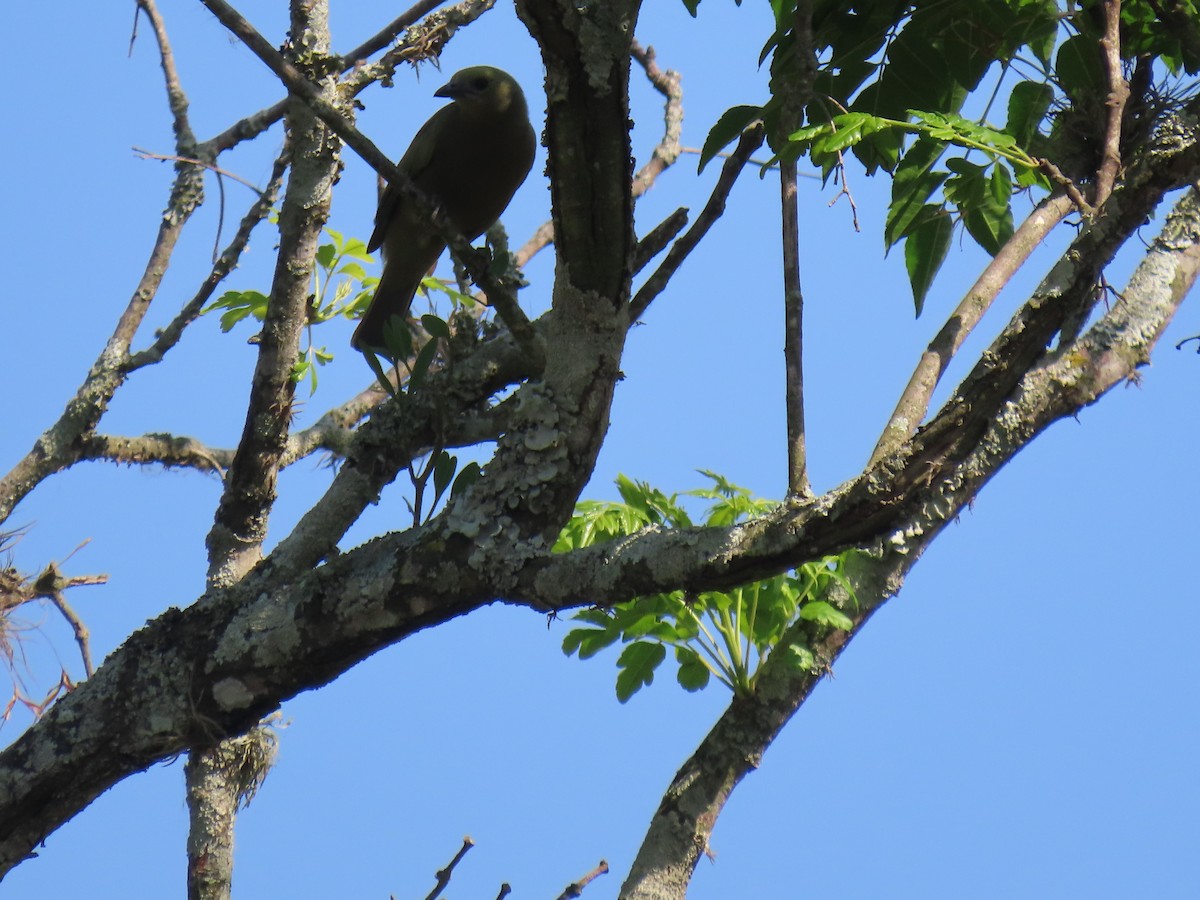 Palm Tanager - ML642239992