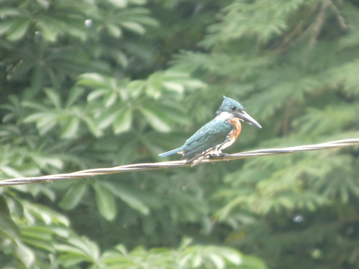 Amazon Kingfisher - ML642239996