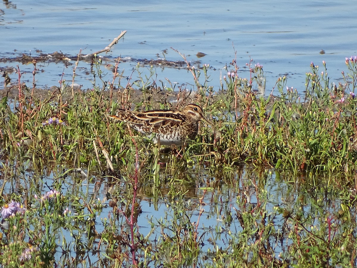 Common Snipe - ML642240002