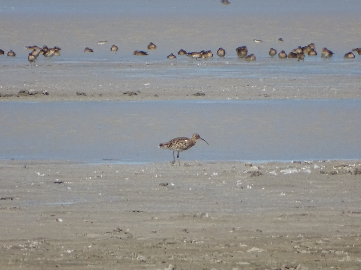 Eurasian Curlew - ML642240009