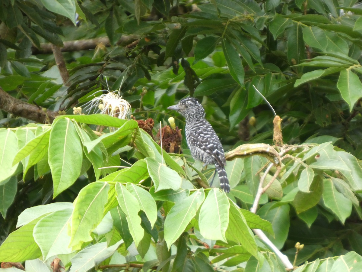 Barred Antshrike - ML642240021