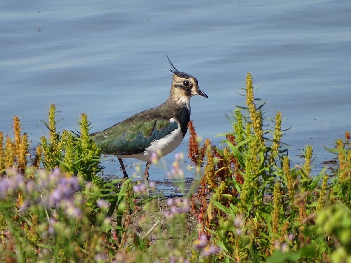 Northern Lapwing - ML642240024