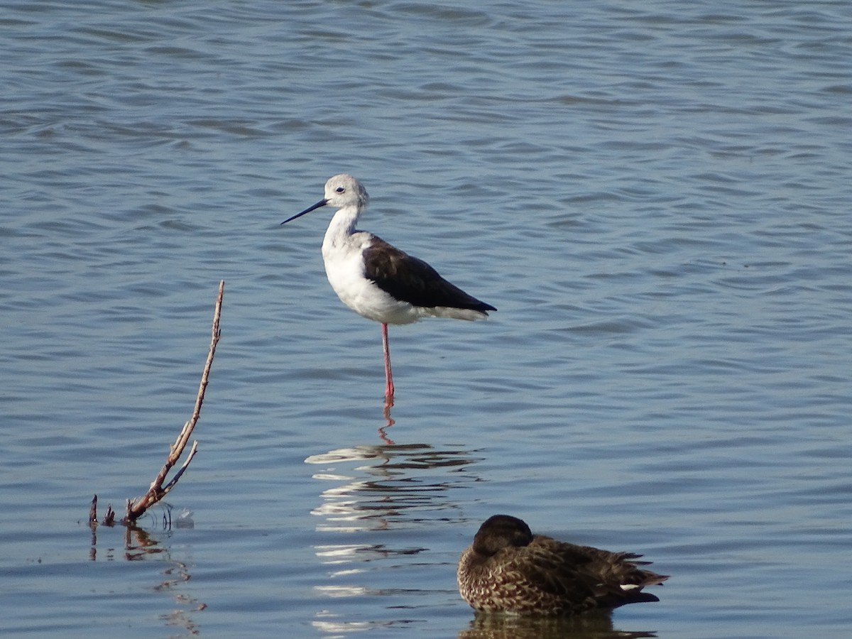 Black-winged Stilt - ML642240047