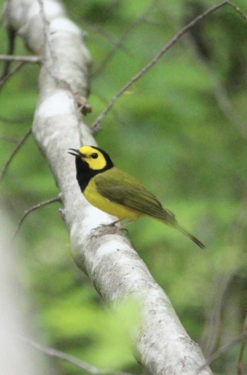 Hooded Warbler - ML642240058