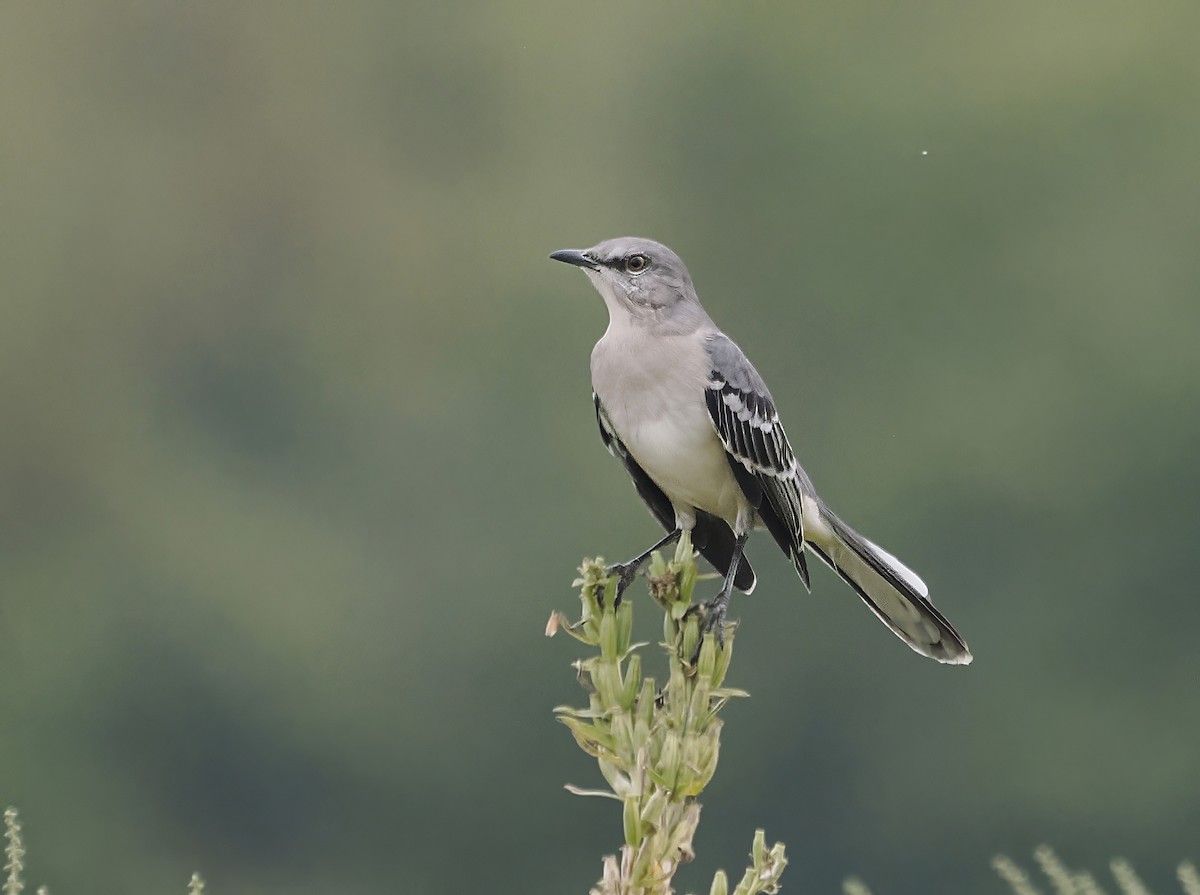 Northern Mockingbird - ML642240082