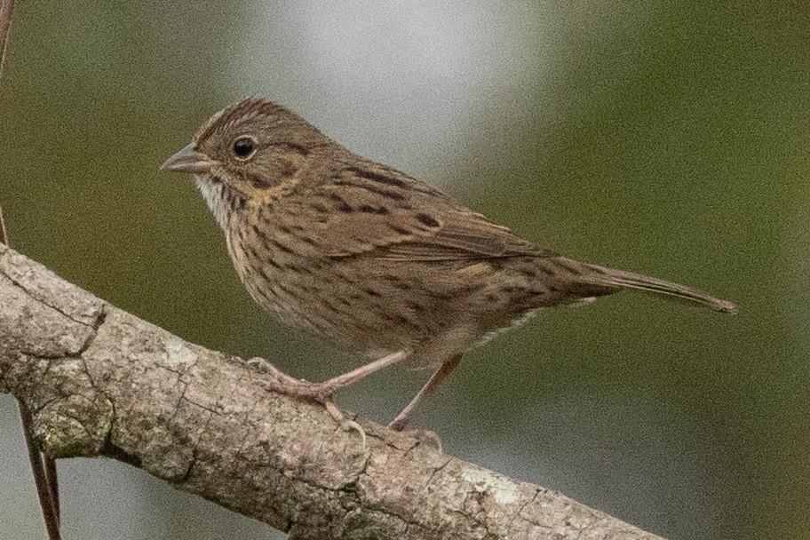 Lincoln's Sparrow - ML642240084