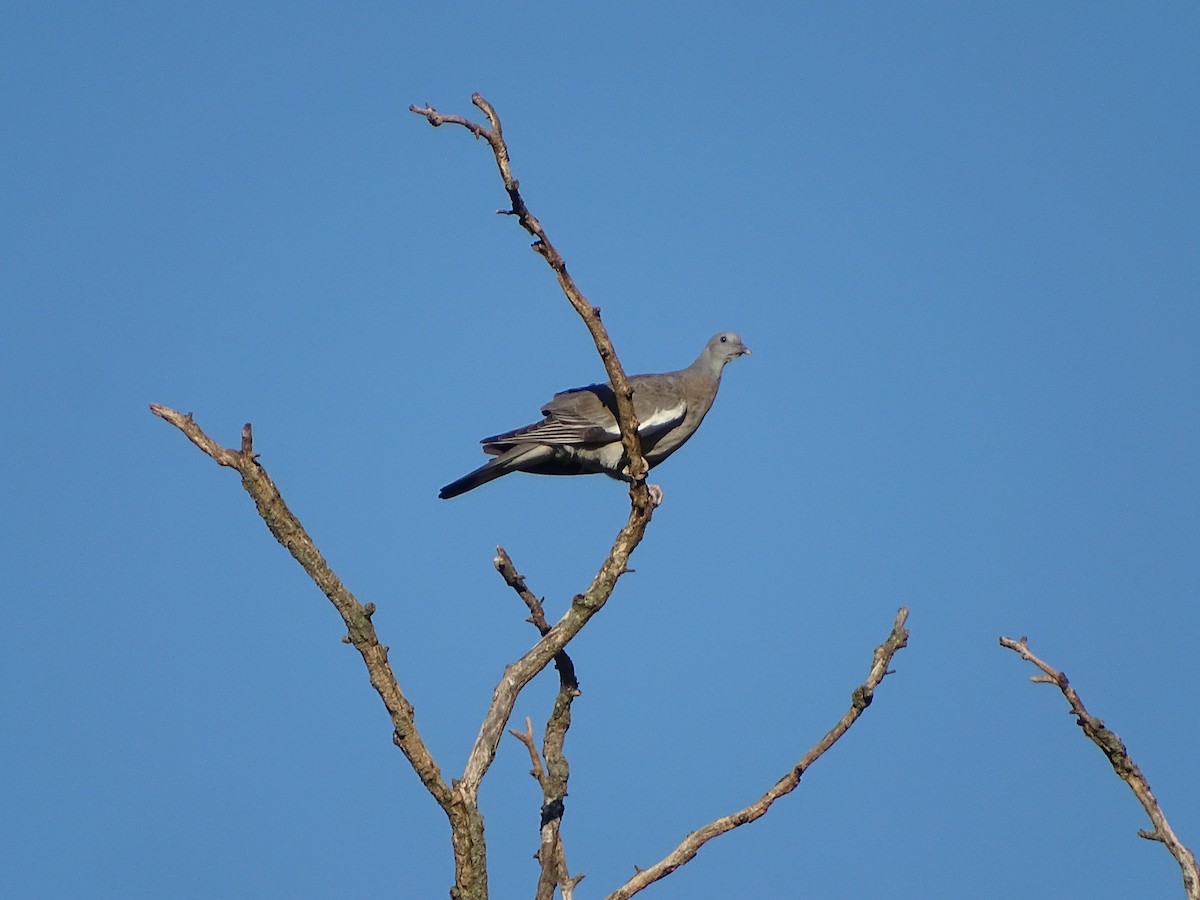 Common Wood-Pigeon - ML642240086