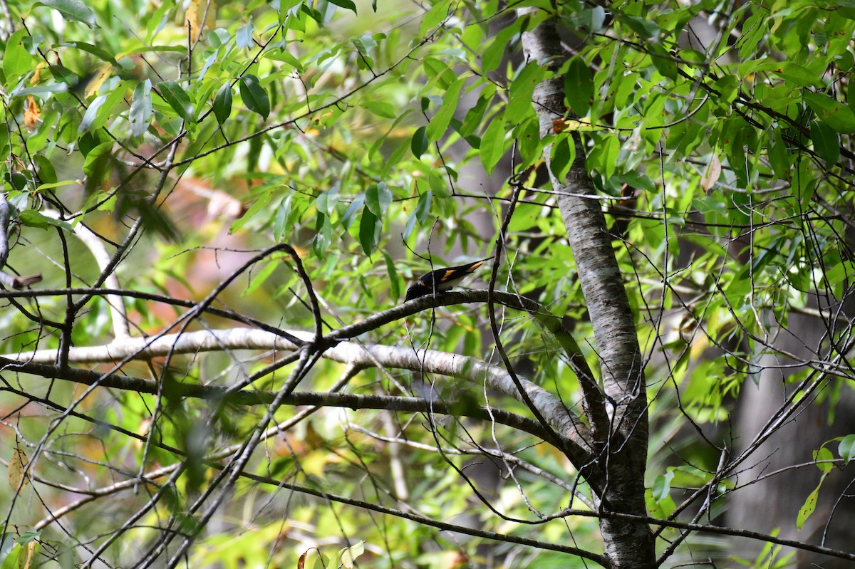 American Redstart - ML642240089