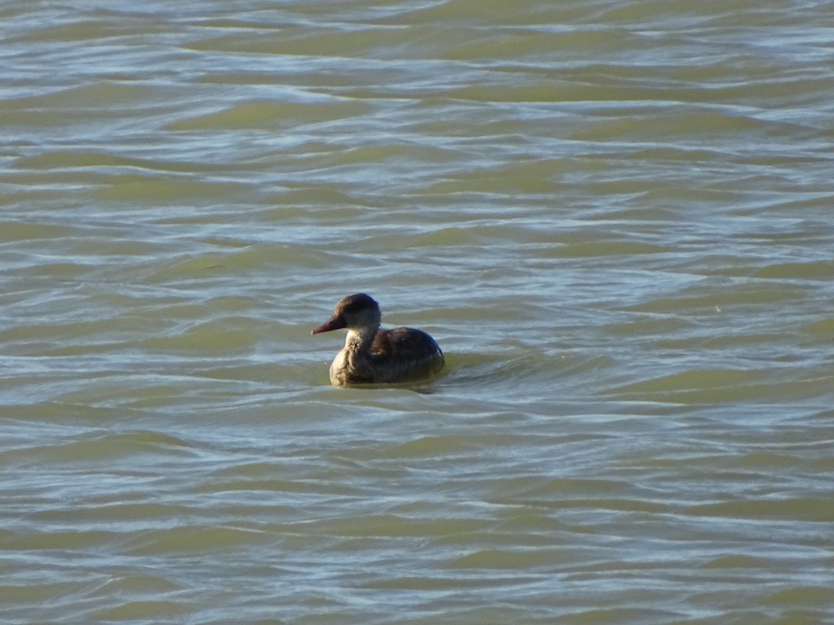 Red-crested Pochard - ML642240093
