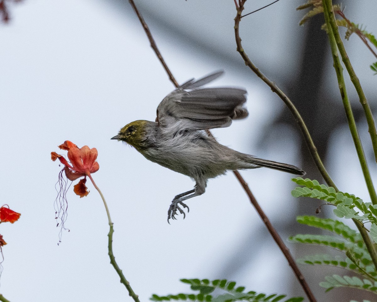 Verdin - ML642240099