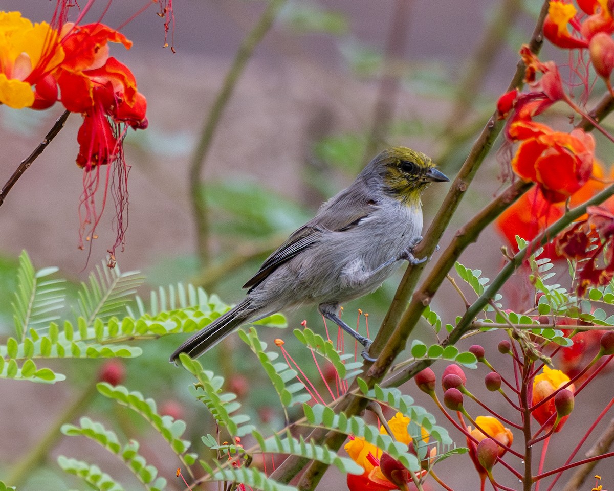 Verdin - ML642240100