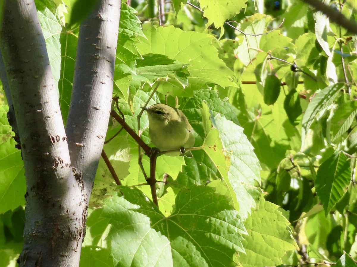 Tennessee Warbler - ML642240101