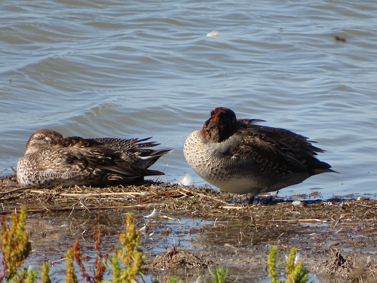 Green-winged Teal - ML642240103