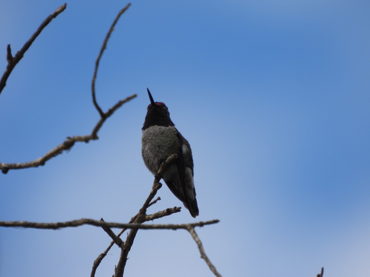 Anna's Hummingbird - ML642240104