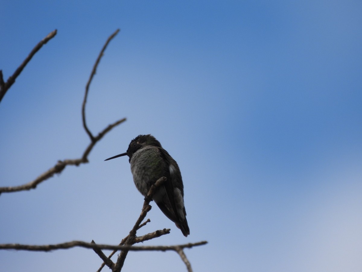 Anna's Hummingbird - ML642240105