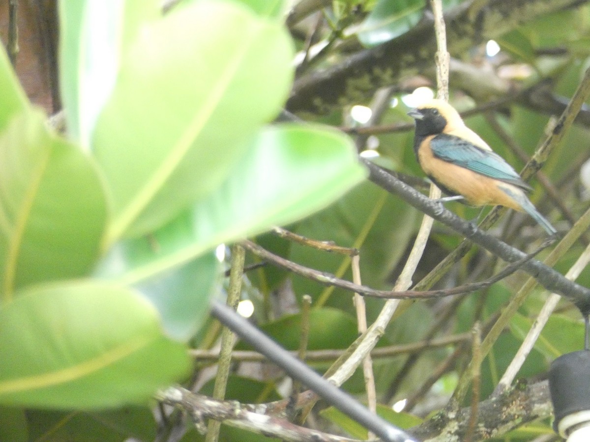 Burnished-buff Tanager - ML642240106