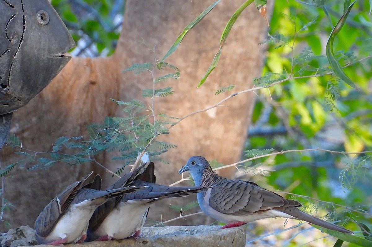 Bar-shouldered Dove - ML642240107