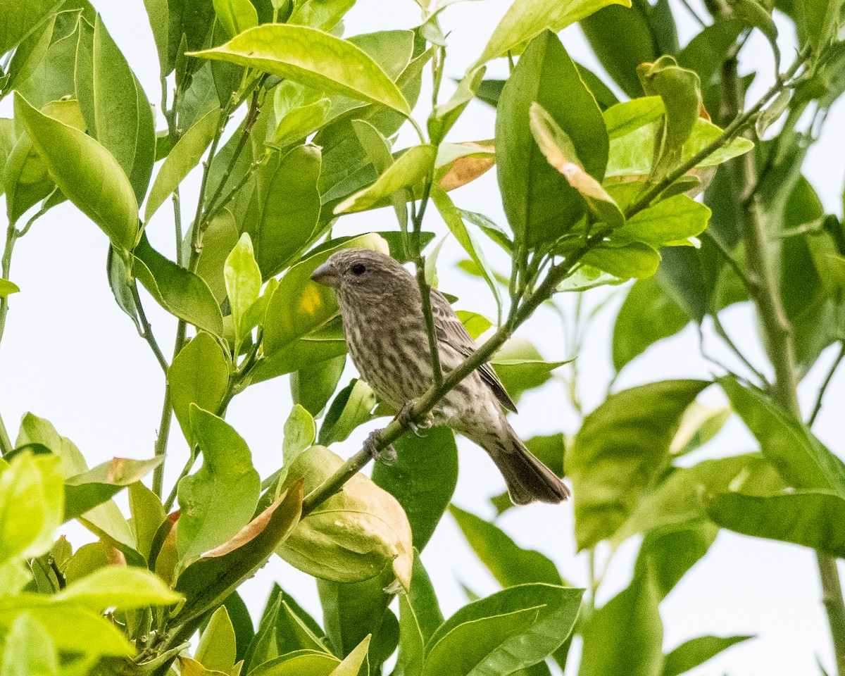House Finch - ML642240108