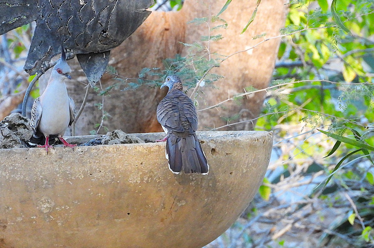 Bar-shouldered Dove - ML642240110