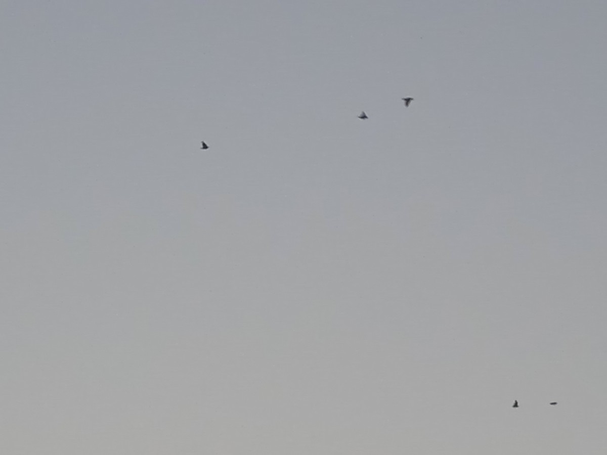 European Starling - ML642240112