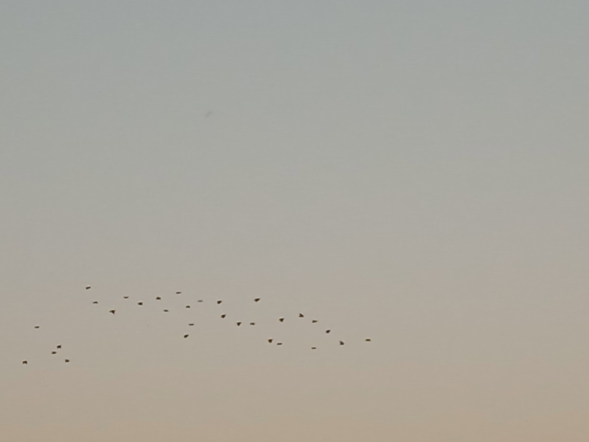 European Starling - ML642240113