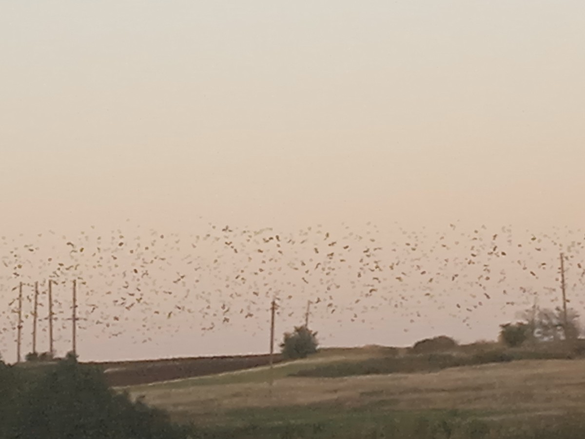 European Starling - ML642240119