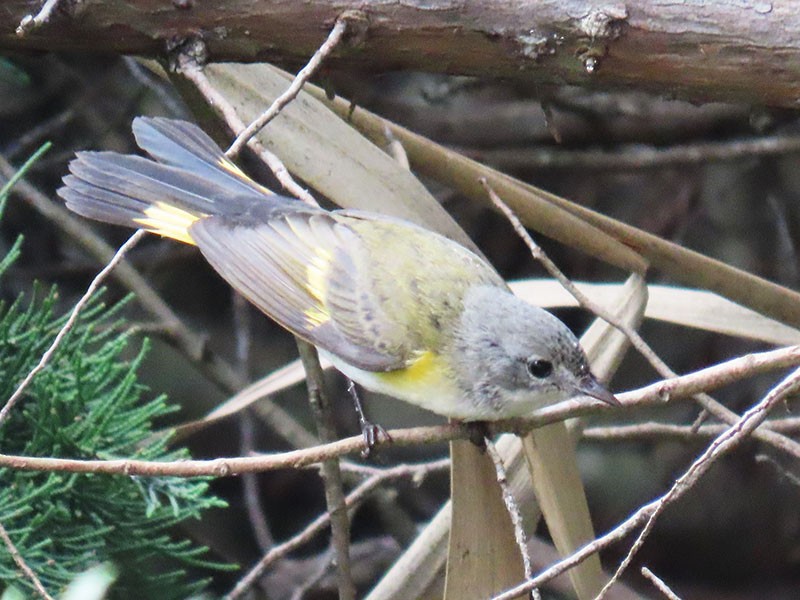 American Redstart - ML642240126