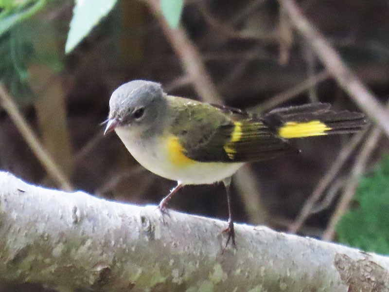 American Redstart - ML642240127