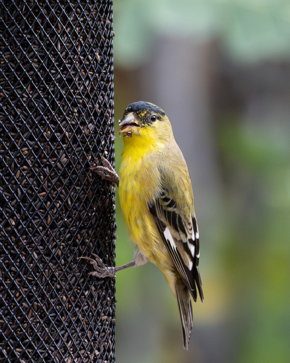 Lesser Goldfinch - ML642240130