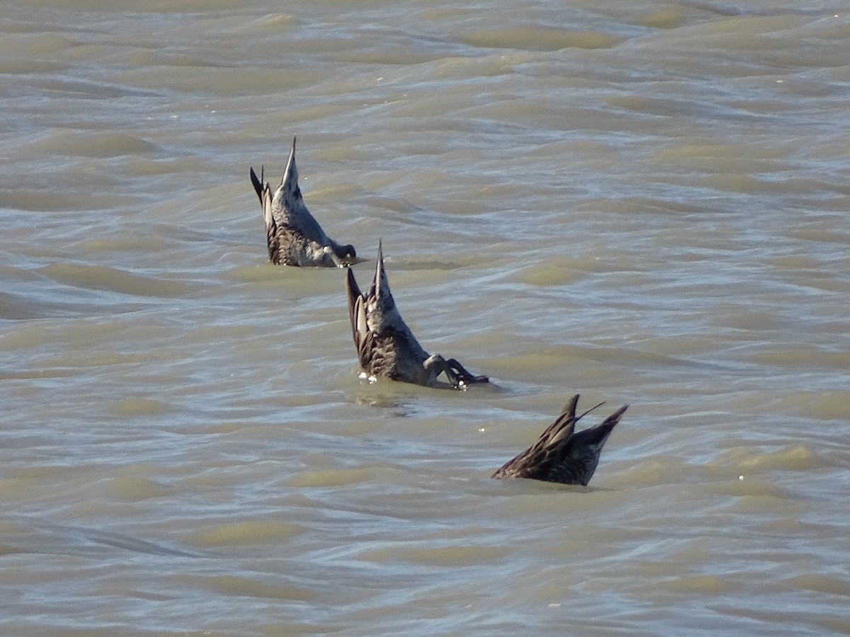 Northern Pintail - ML642240131