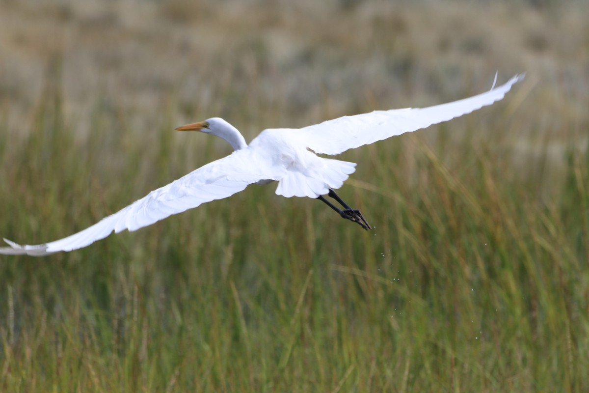 Great Egret - ML642240133