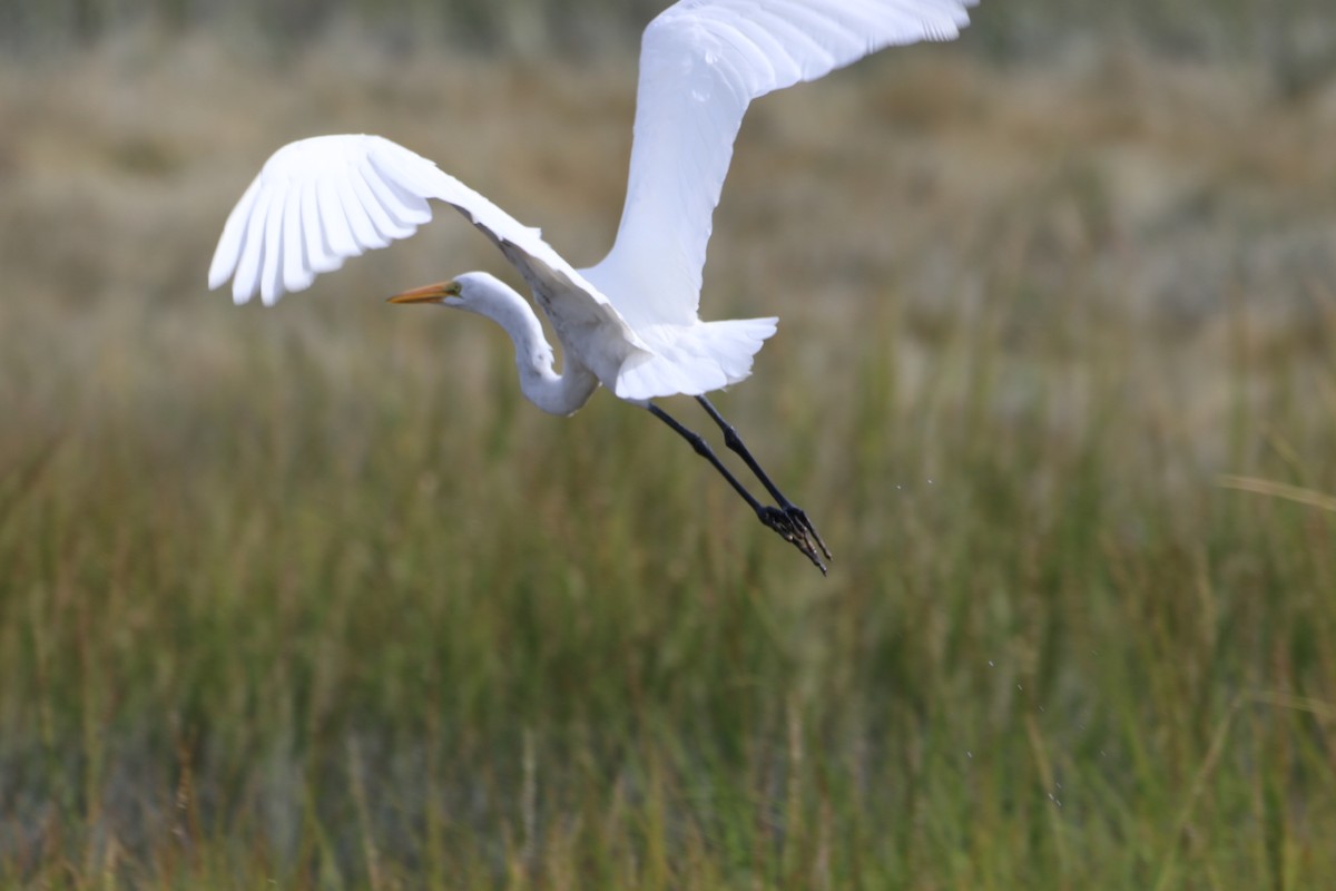 Great Egret - ML642240135