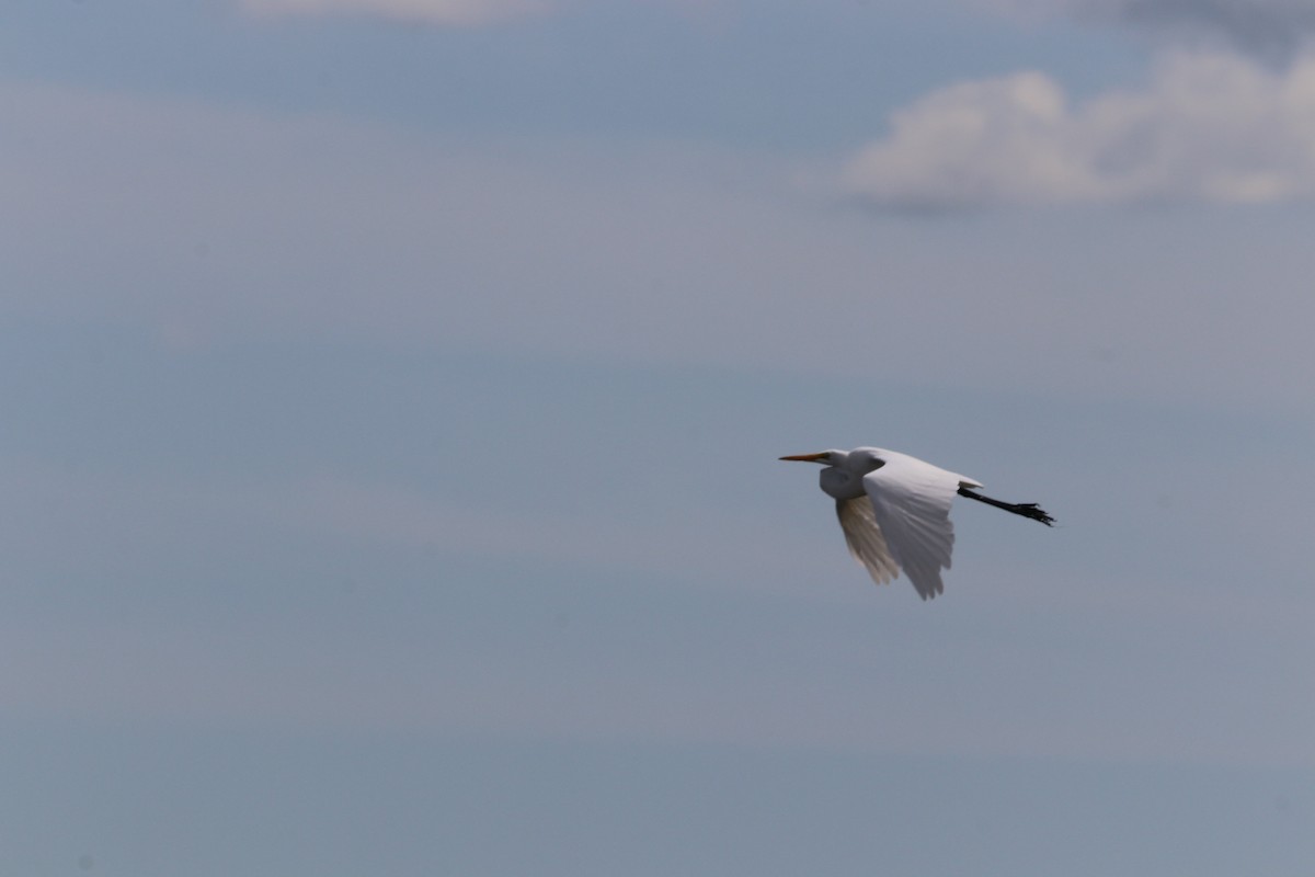 Great Egret - ML642240136