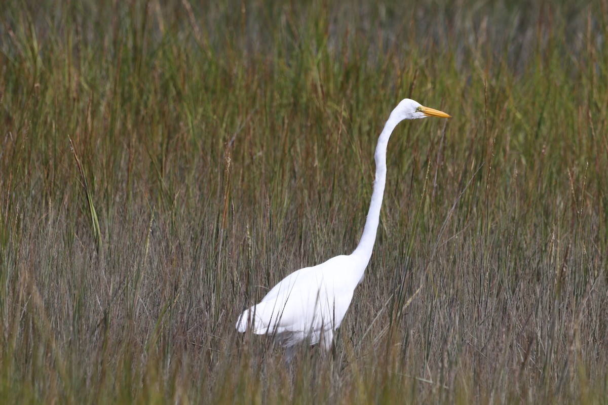 Great Egret - ML642240137