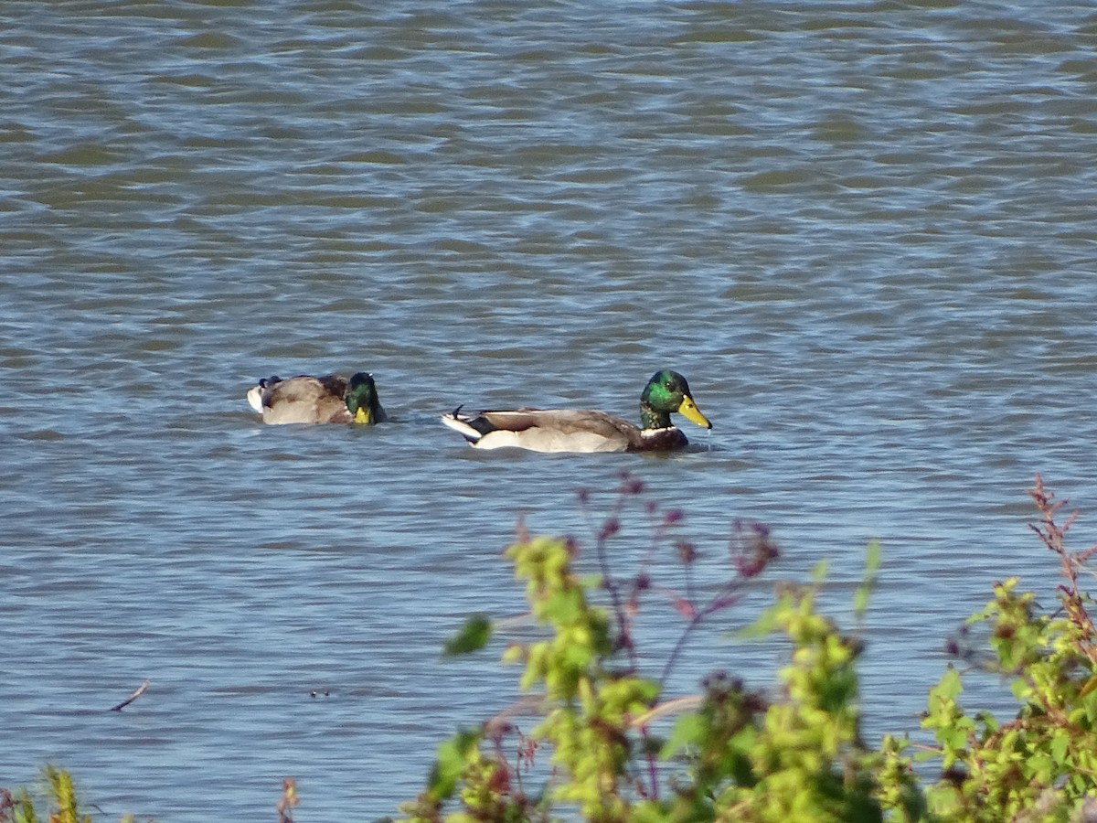 Mallard - ML642240138
