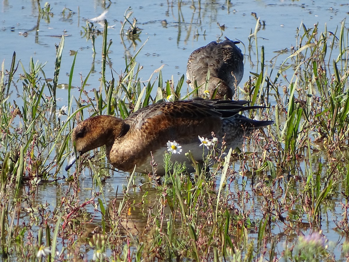 Eurasian Wigeon - ML642240152