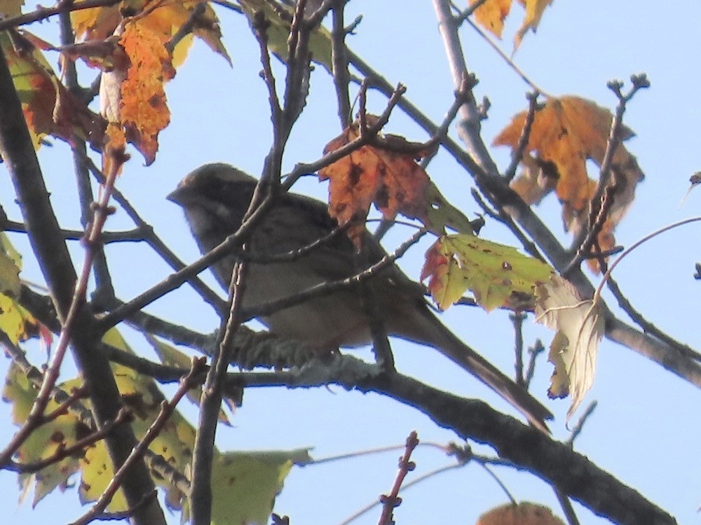 White-throated Sparrow - ML642240154