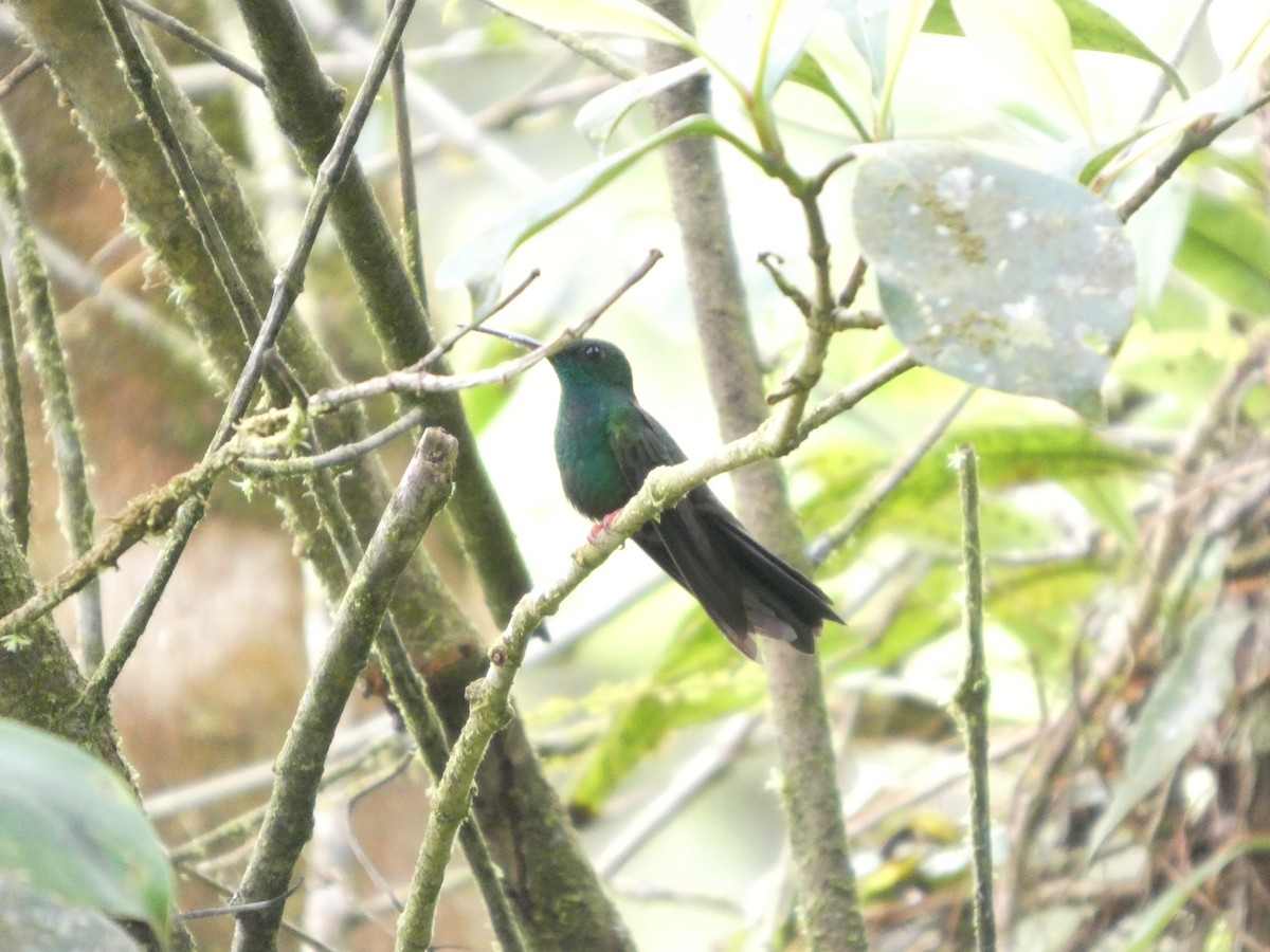 Bronze-tailed Plumeleteer - ML642240157