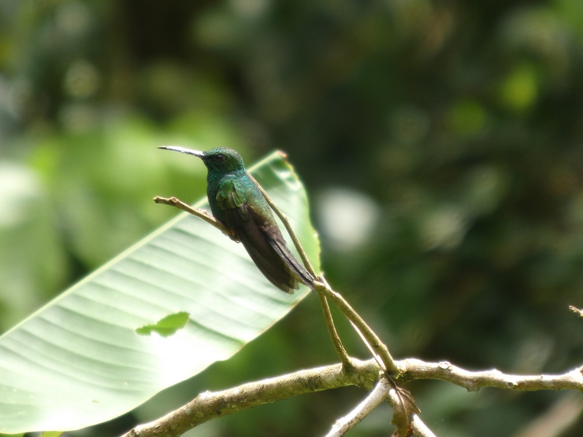 Bronze-tailed Plumeleteer - ML642240160