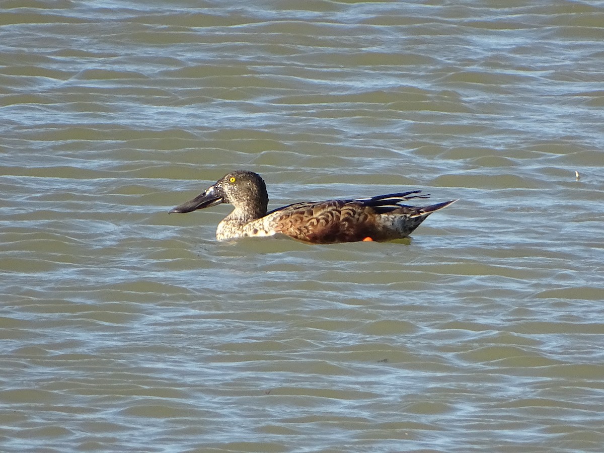 Northern Shoveler - ML642240169