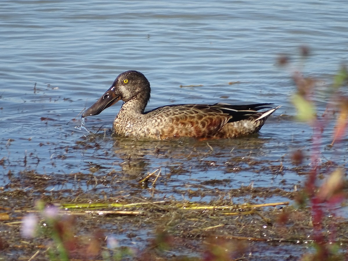 Northern Shoveler - ML642240174
