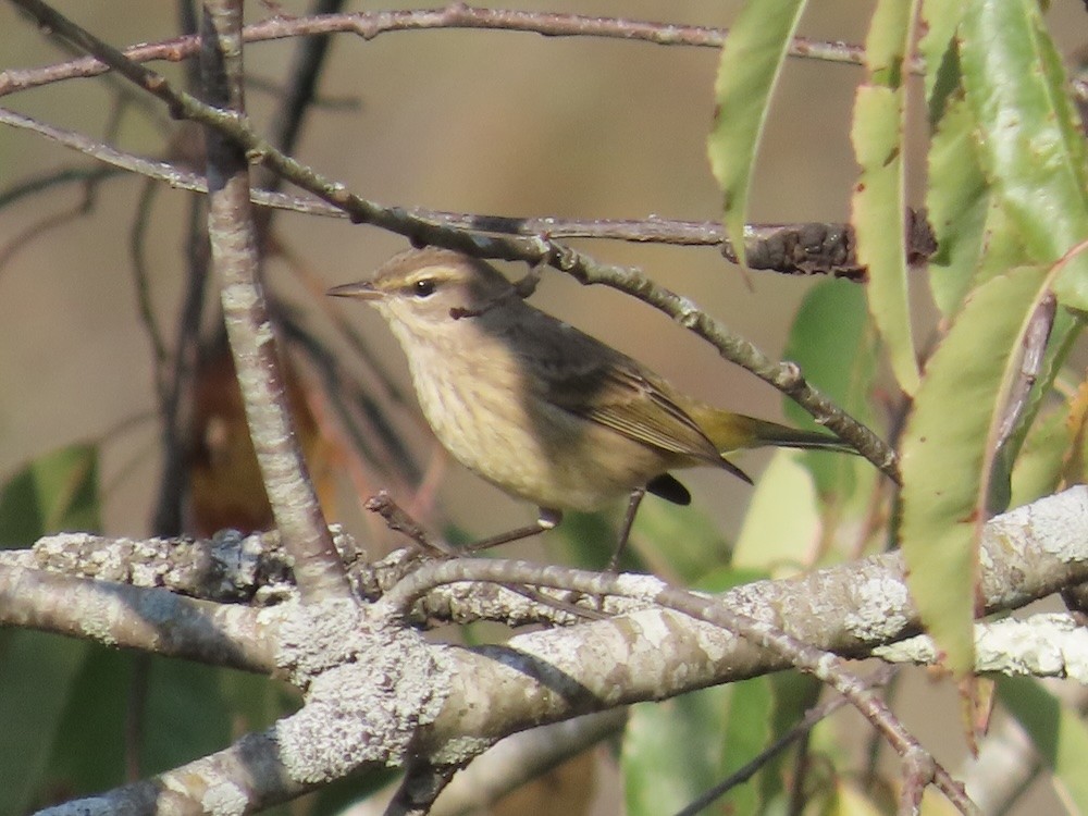 Palm Warbler - ML642240176
