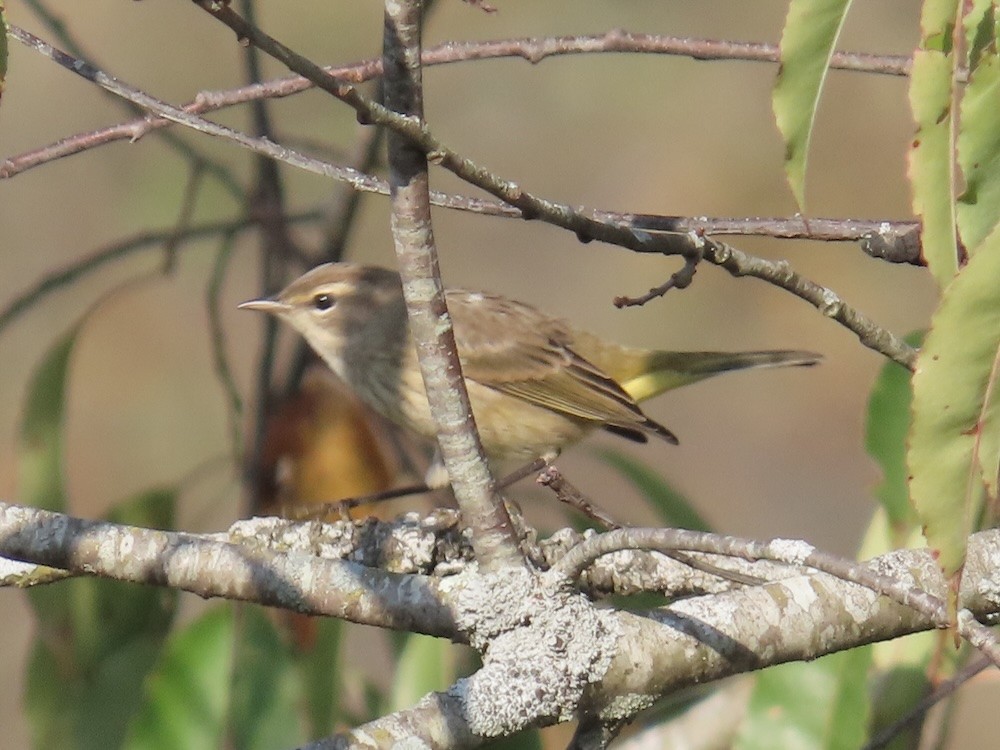 Palm Warbler - ML642240177