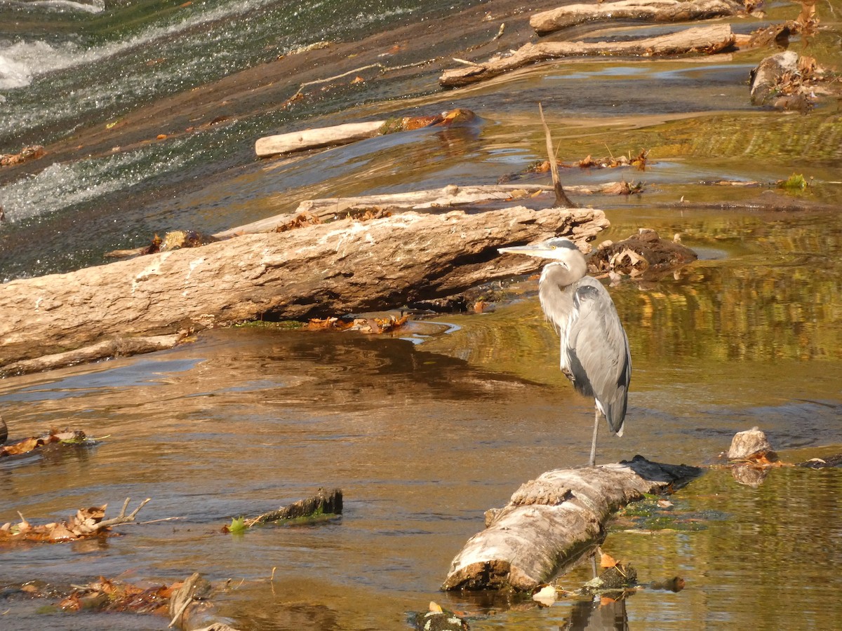 Great Blue Heron - ML642240211