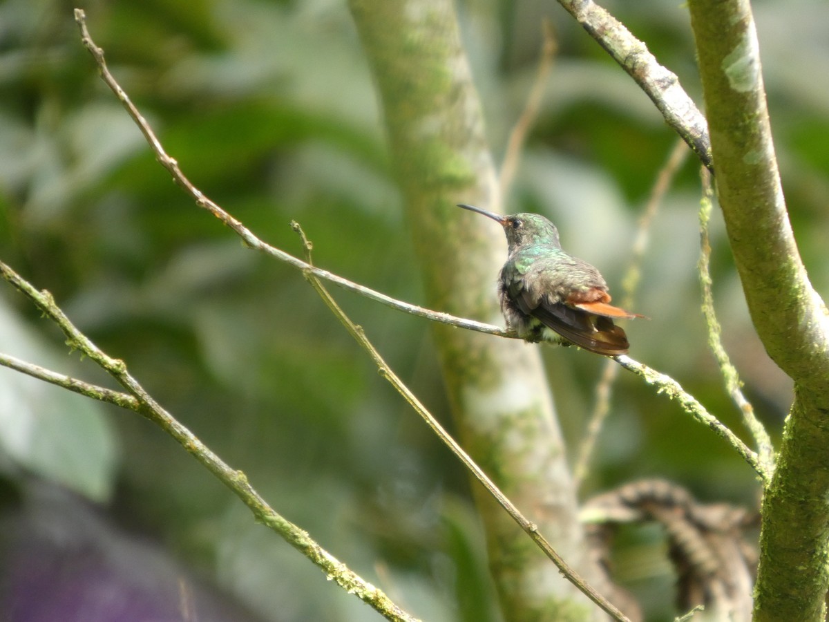 Rufous-tailed Hummingbird - ML642240212